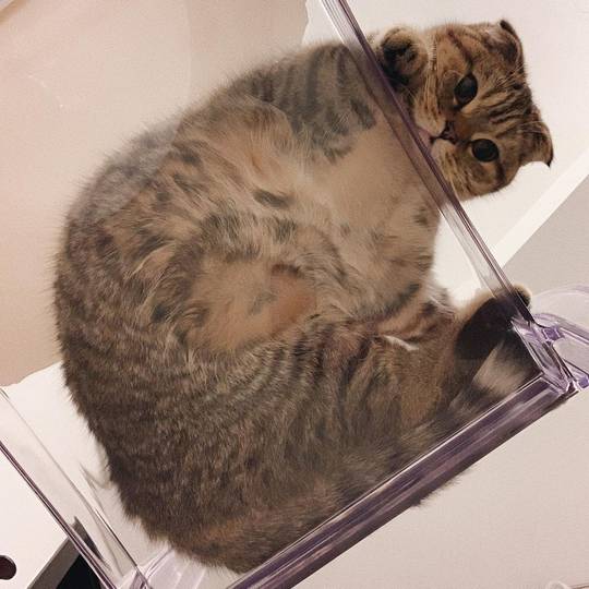 Overhead floof alert 🚨