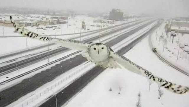 Owl caught by traffic camera