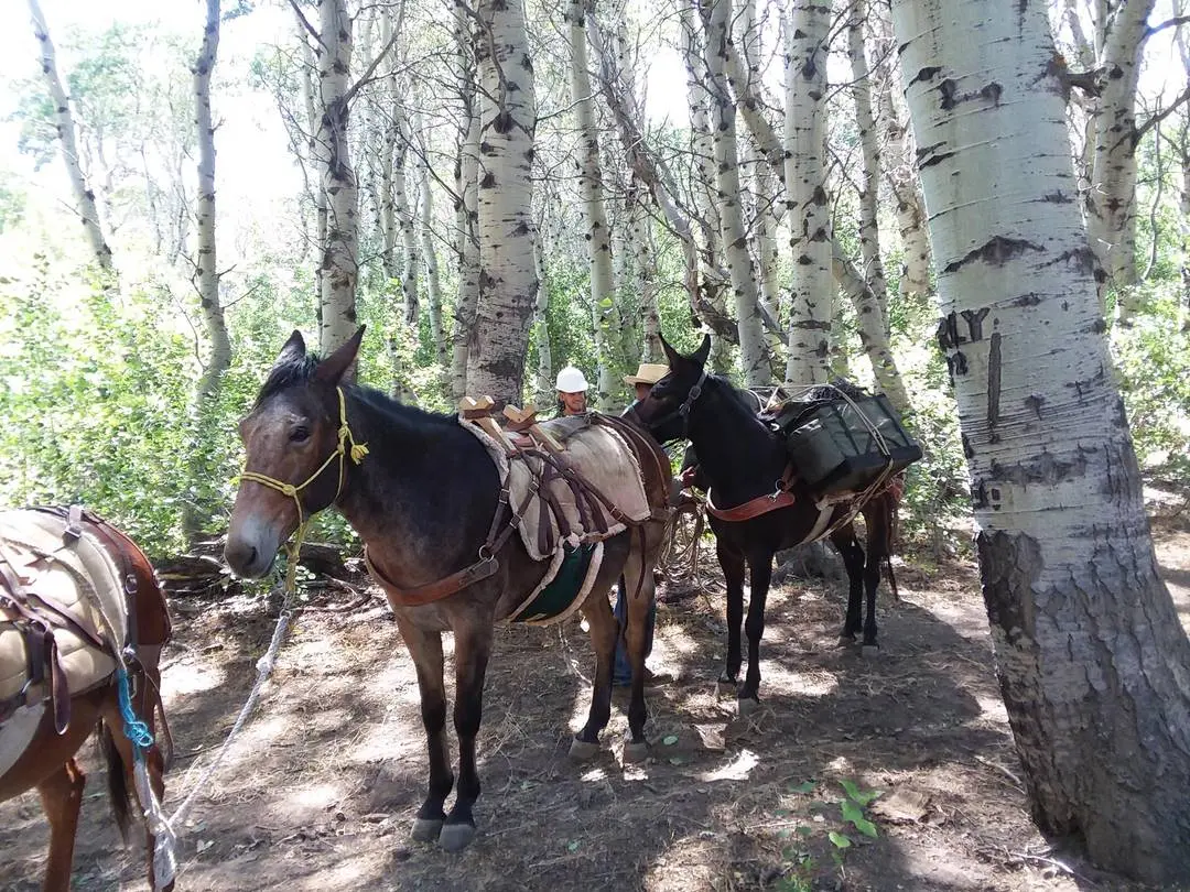 Pack trip on Santa Rosa Ranger District | Scrolller