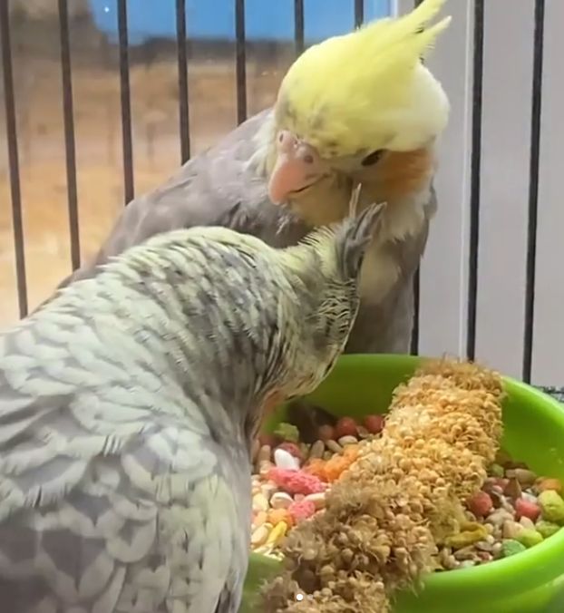 Peachie taught Mochi how to eat seeds for the first time (still baby birb status)