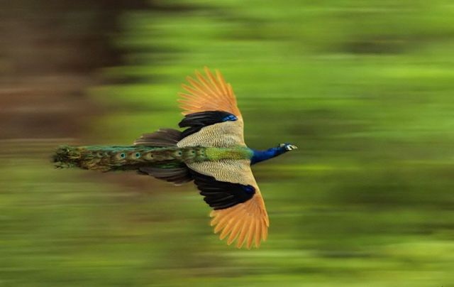 Peacock in flight