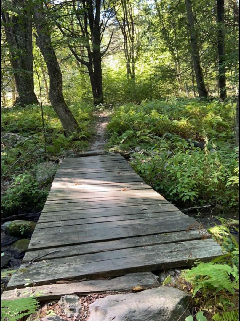 Pennsylvania Forests Are Magnificent.