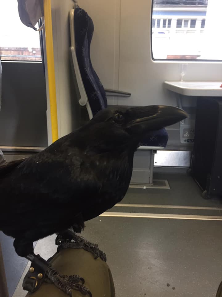 Pepper the raven taking the train
