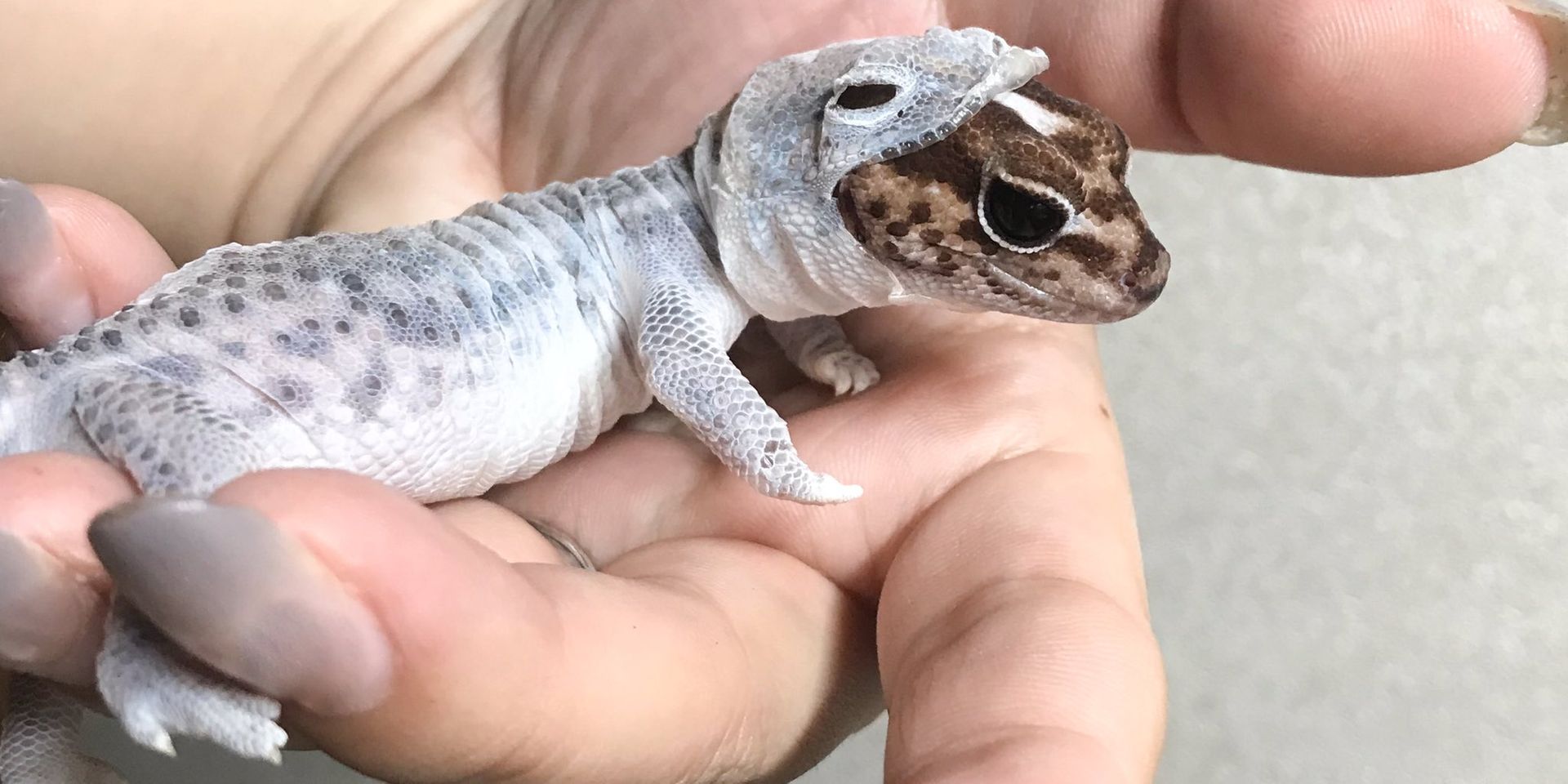 This tiny lizard perfectly shedding looks like he's wearing a tiny lizard space suit [r/interestingasfuck by u/GallowBoob]