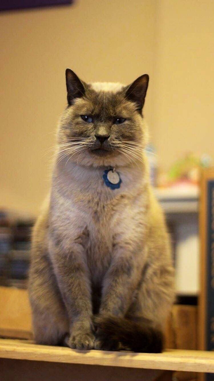 Photoshop/ meme my cat please.