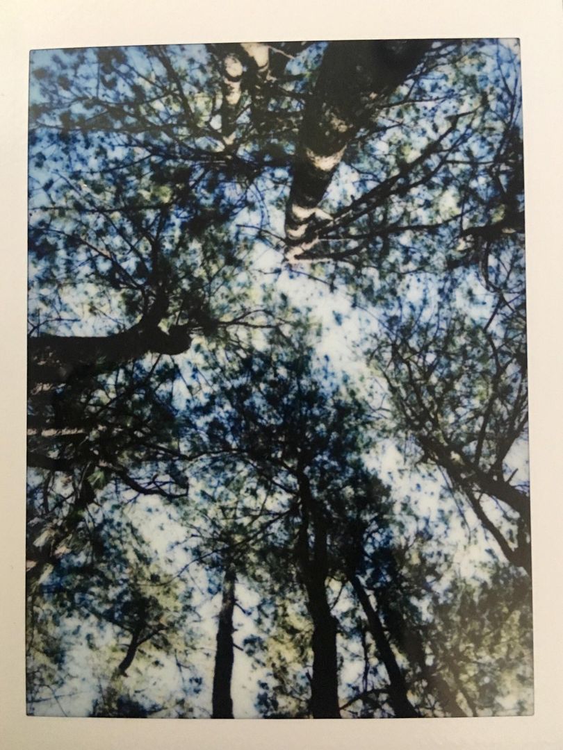 Pine Trees (instax mini 90)
