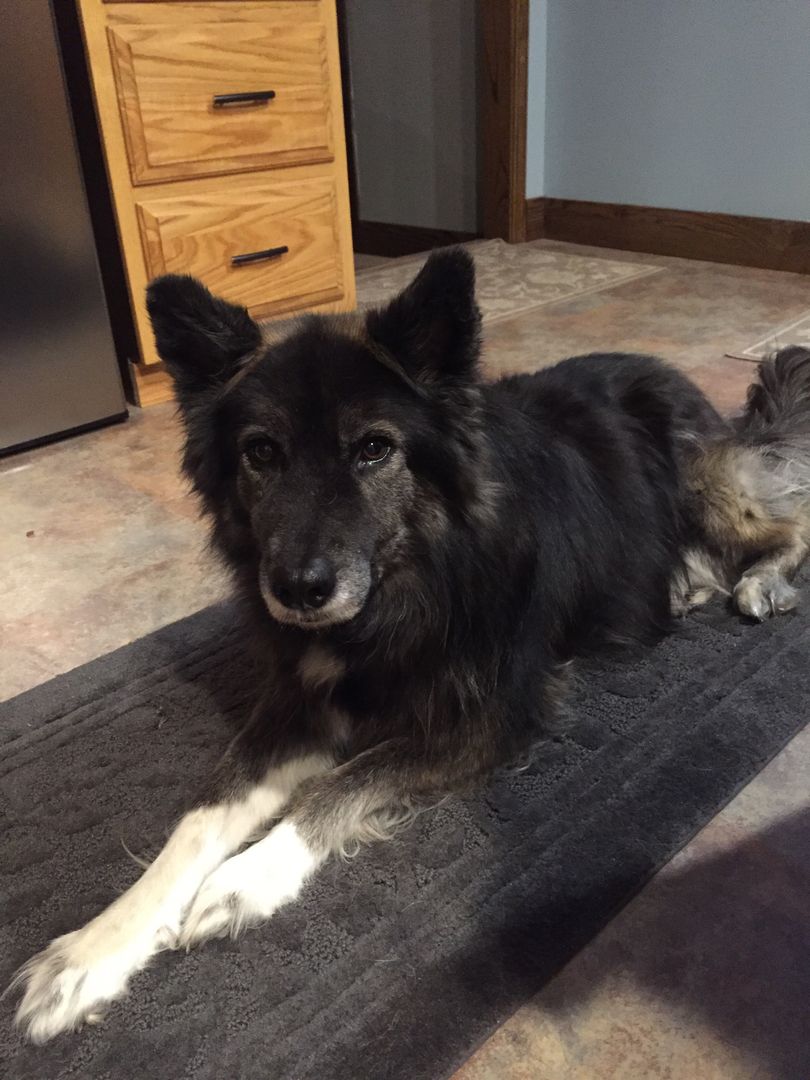 piper the belgian shepherd husky mix