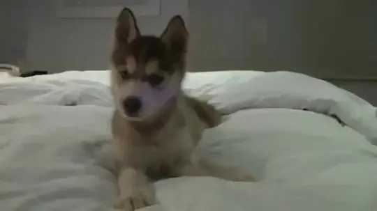Playful husky