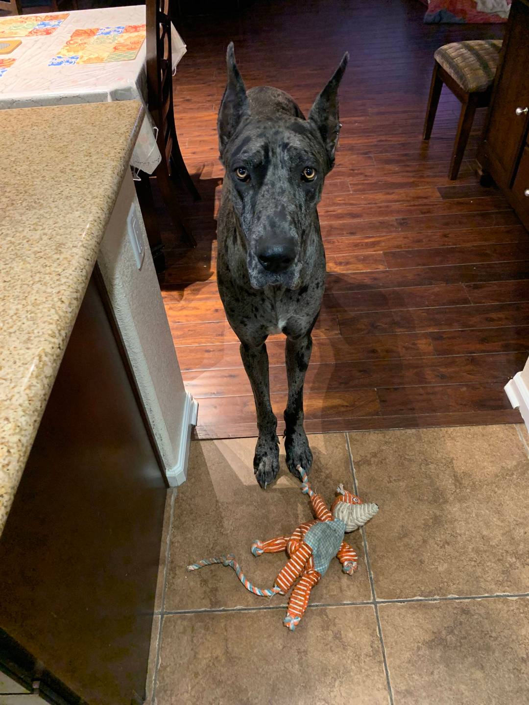 Please play with me