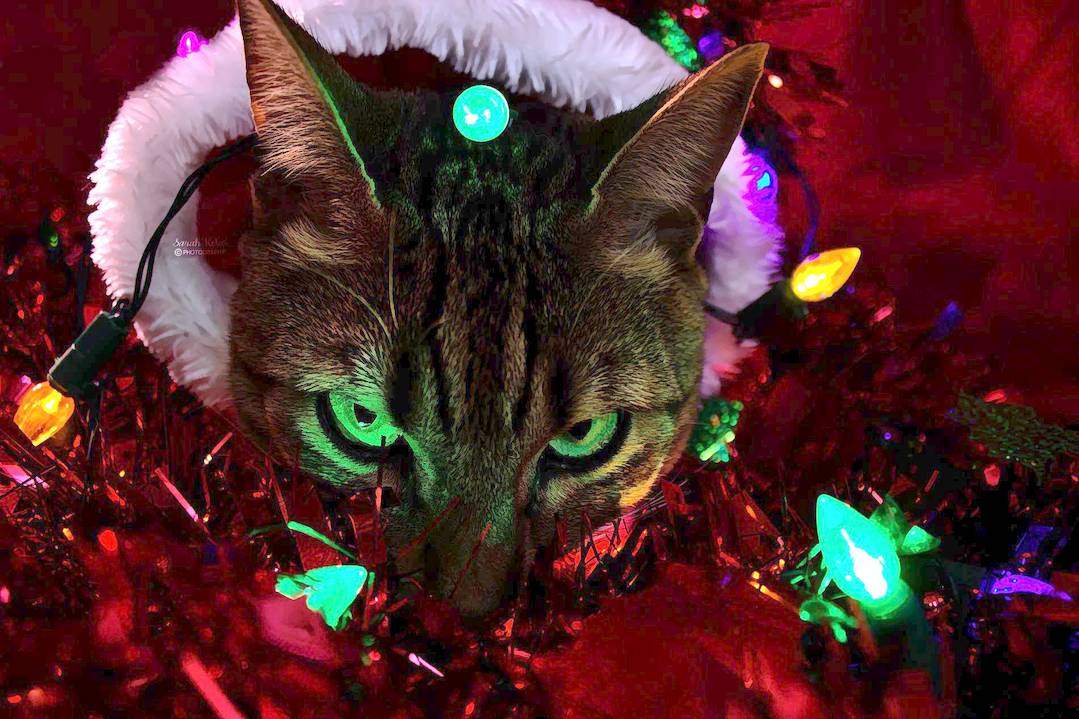 Plotting world domination