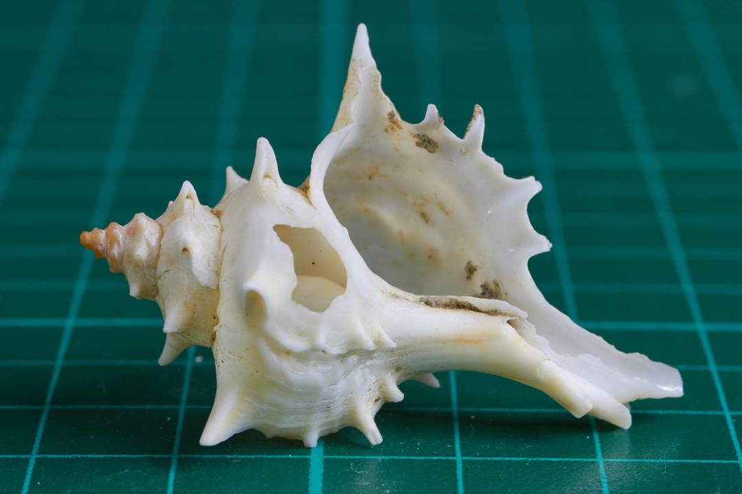 Poirieria zelandica. The New Zealand spiny murex, I can’t tell you how thrilled I was to find one of these washed up on a North Island west coast beach. I didn’t care about the holes or that the spines are broken and worn.