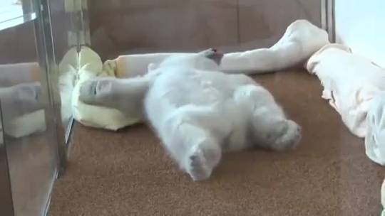 Polar Bear cub getting comfortable