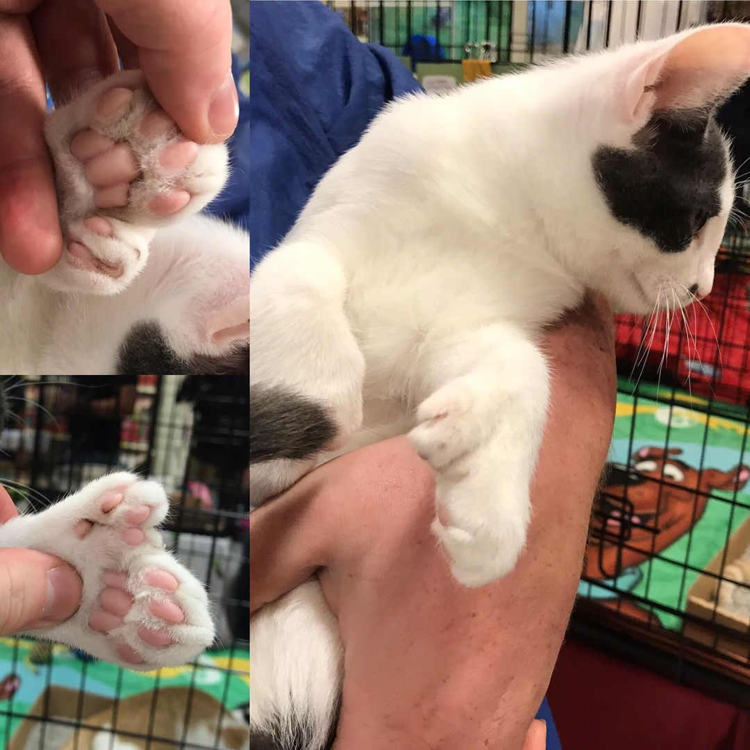 Polydactyl cat at my old job with 27 toes— just a couple shy of the Guinness world record!