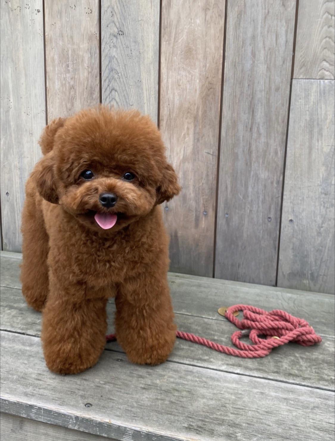 poodle or teddy bear