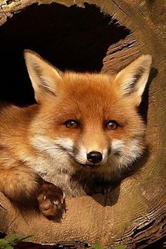 Posting fox pictures until I run out Day 50 (Sorry I've been forgetting to post lately)