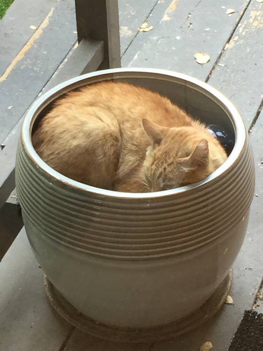 Potted cat