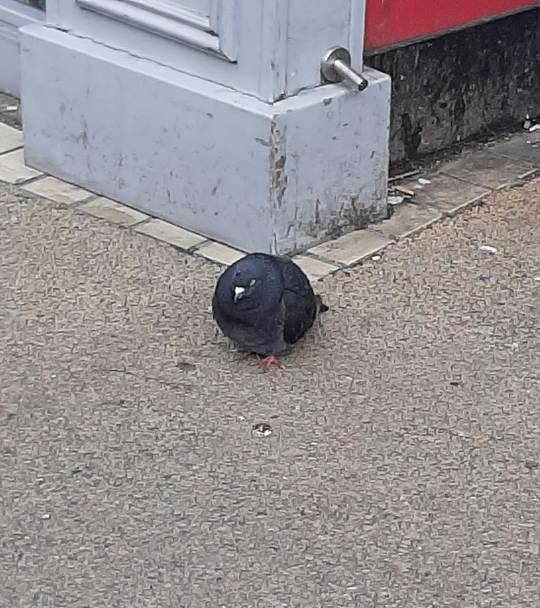 Practically spherical in every way.