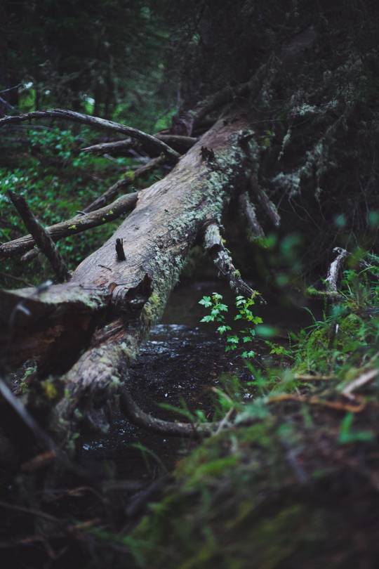 Pretty sure some form of fae live here. Taken Somewhere in the Montana mountains.