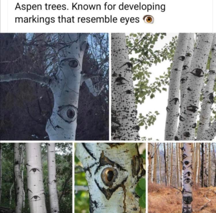Trees with eyes.