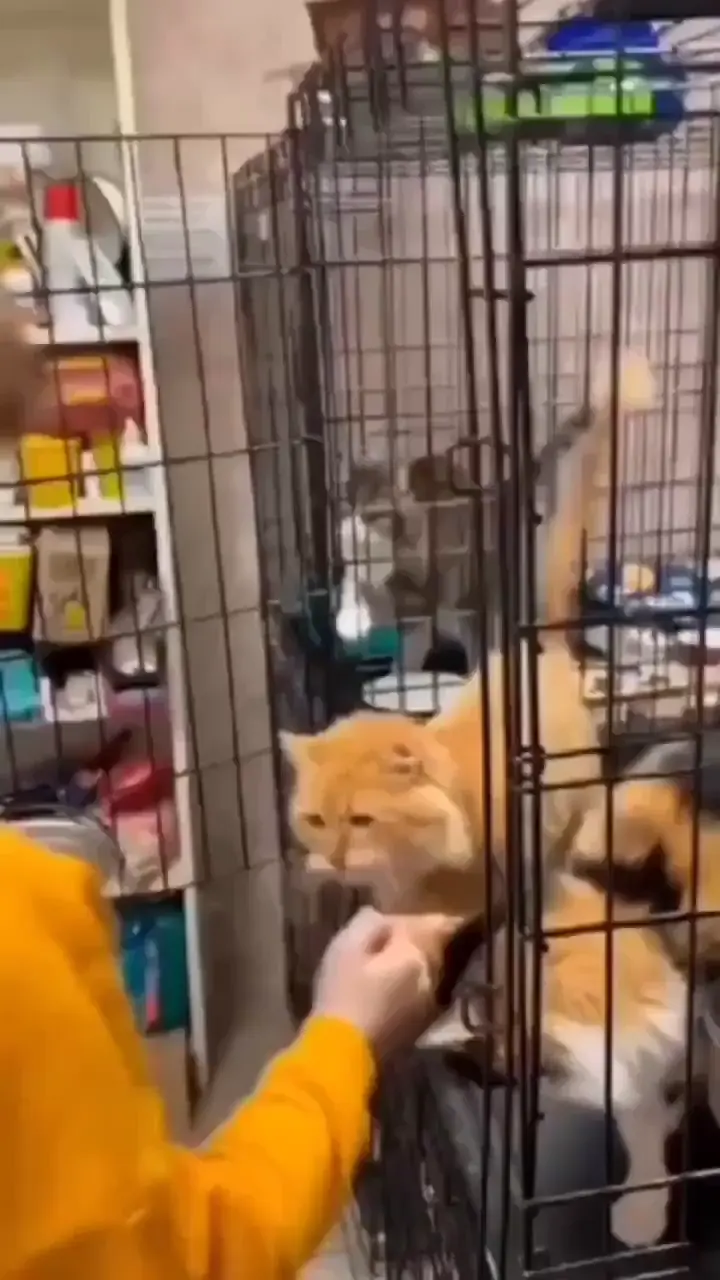 Psychological catculation