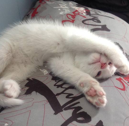 Puddin boy aka The Pudd