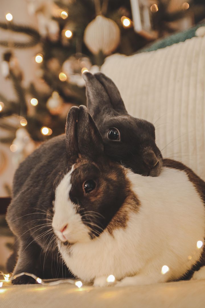 Pulled out the camera for some cute Christmas photos of my loves, and my sweet girl immediately poses by resting her head and claiming her best friend.