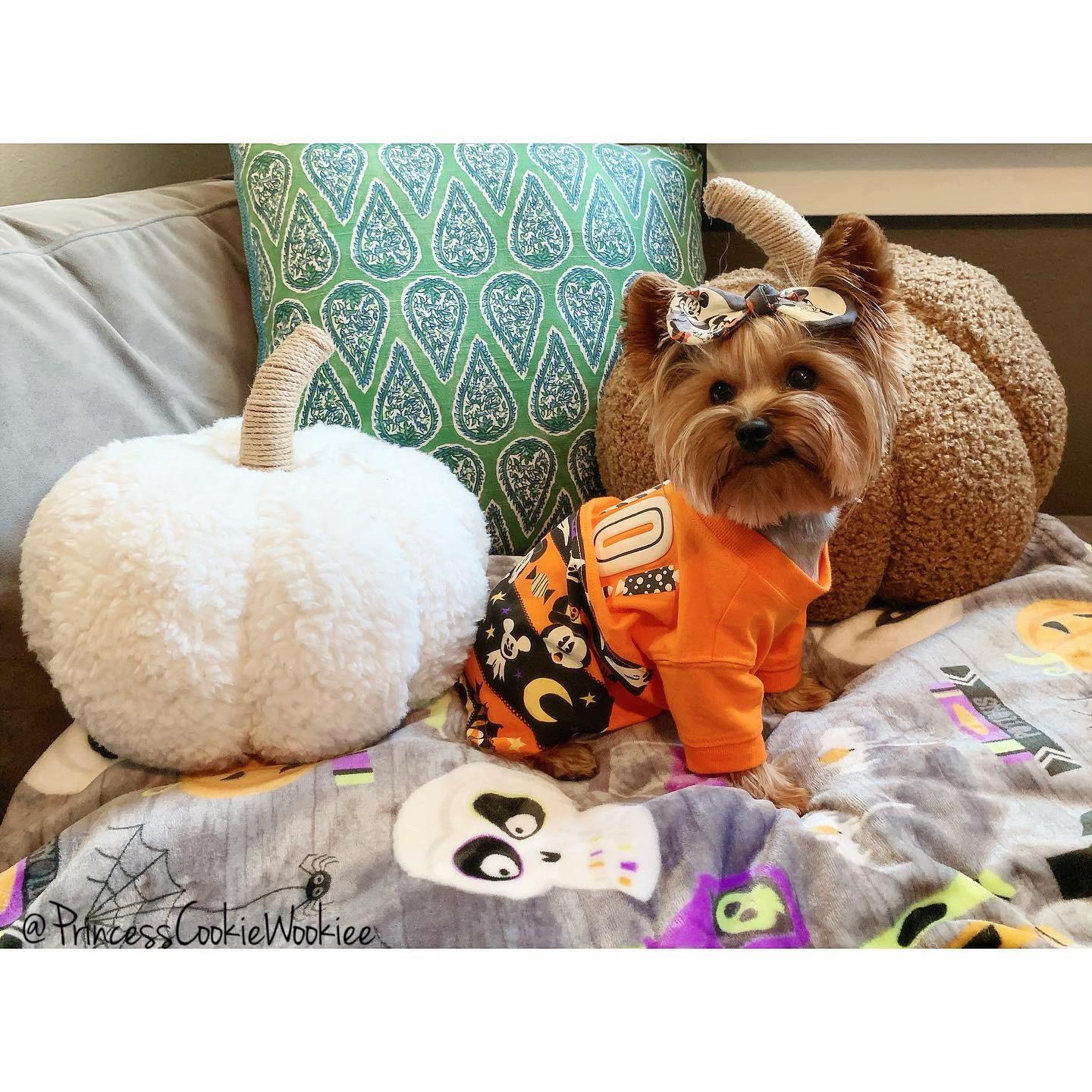 Pumpkin Princess Scrolller