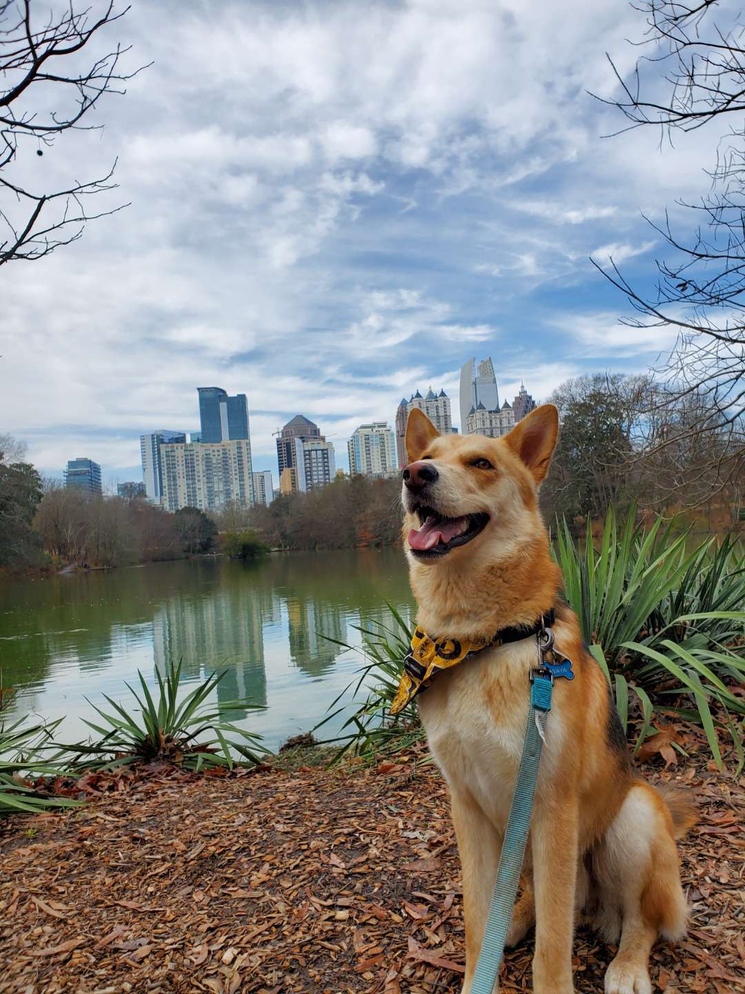Pup Turned 1 That Means He Is Cleared To Start Marathon Training Pup Turned 1 That Means He Is Cleared To Start Marathon Training