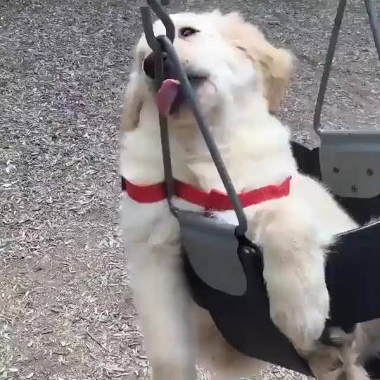 Puppy in a swing
