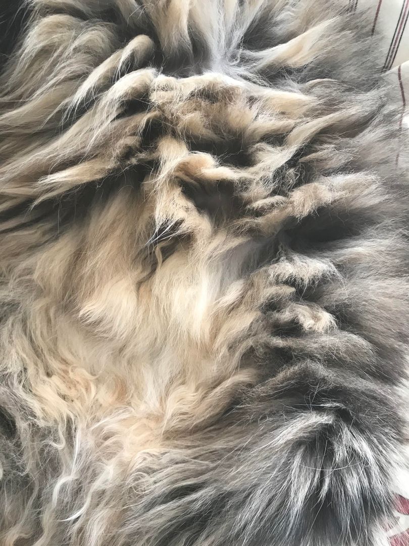 Pure belly.