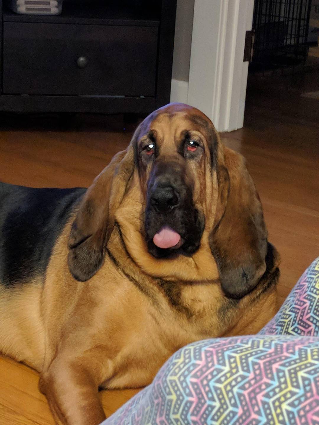 Pure bloodhound blep - Obin