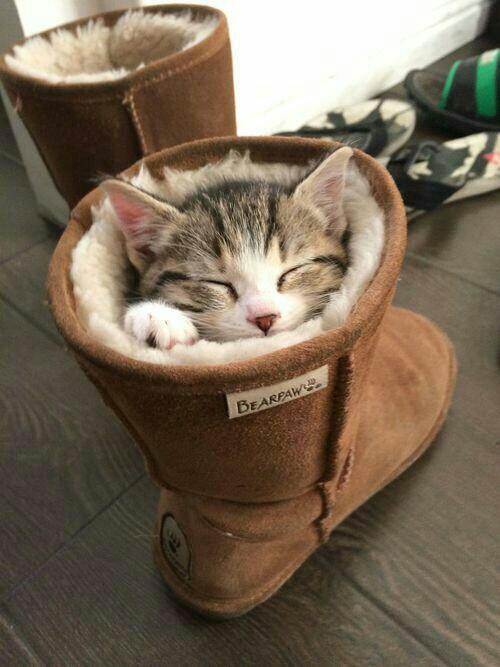 Puss In Boots