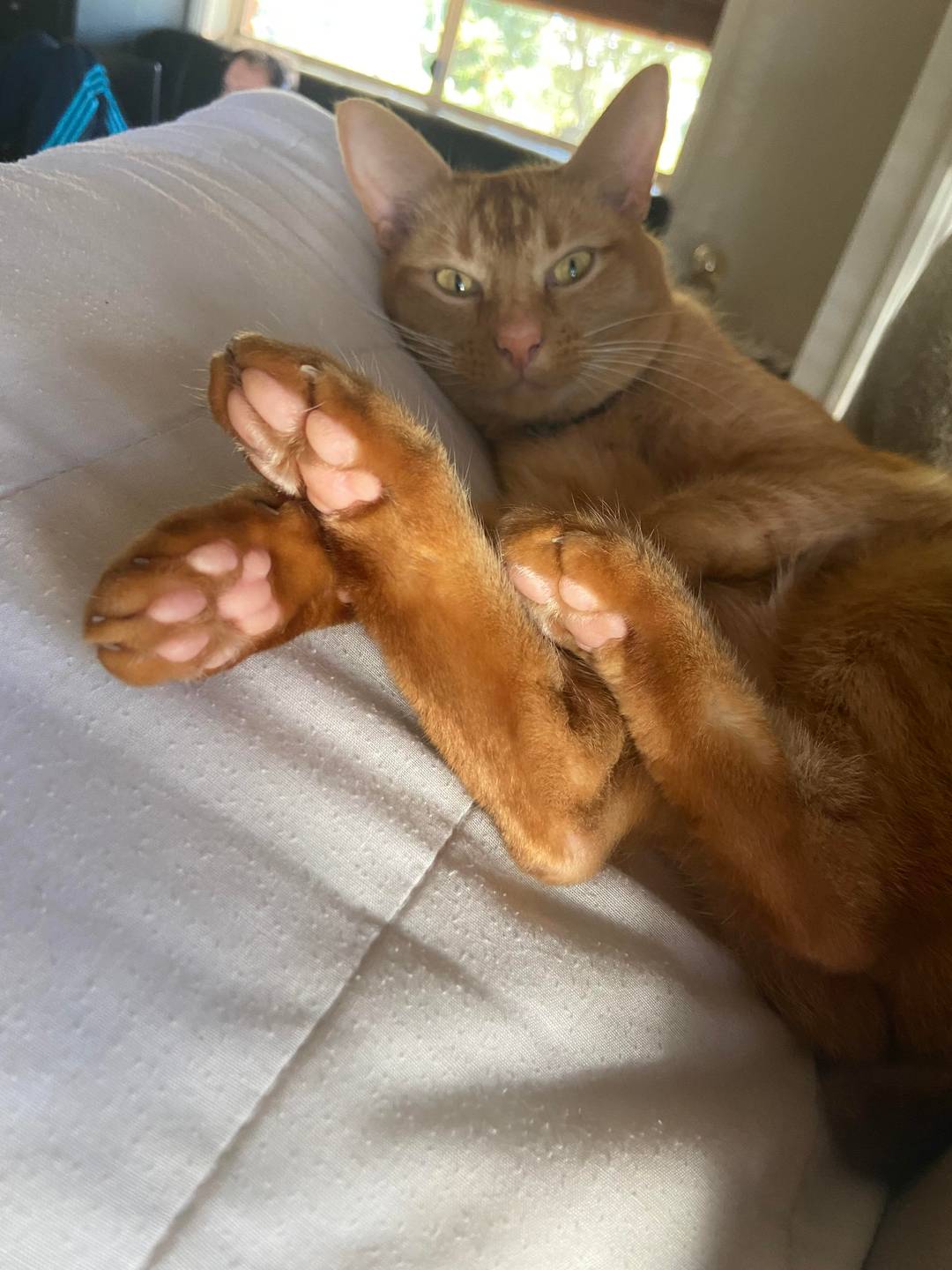 Quarenbeans