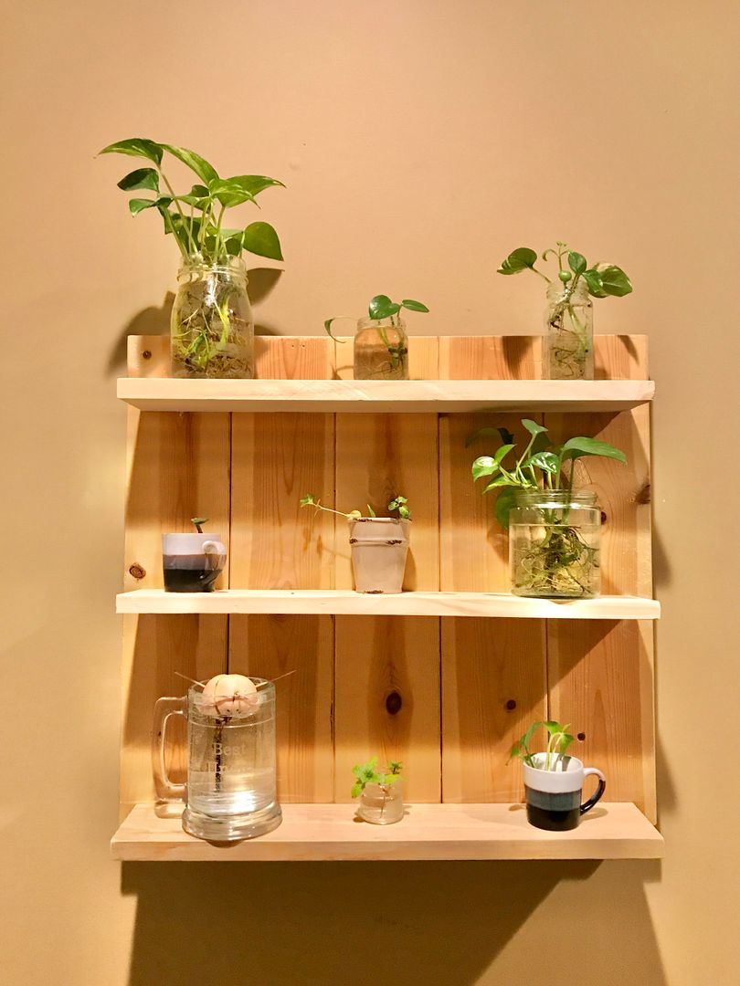 Quick and easy wall-mounted plant stand/propagation station (Slowly getting through the honey-do list)