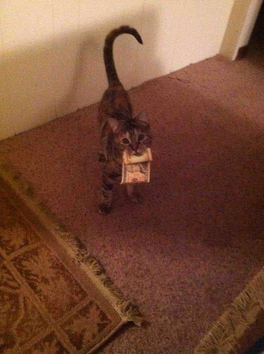 r/aww liked this picture of my cat and thought r/pimpcats would as well