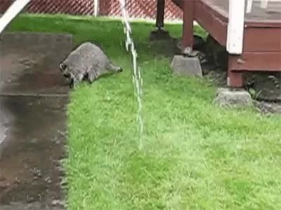 Raccoon vs Water
