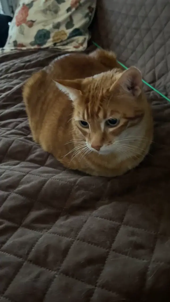 rate the loaf
