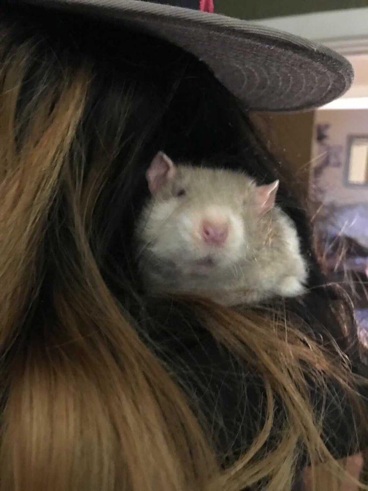 Rats get cozy anywhere :3