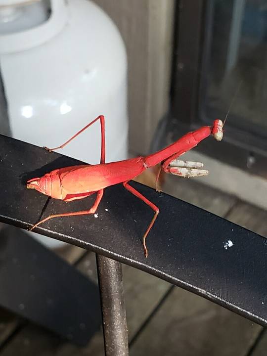 Red Mantis