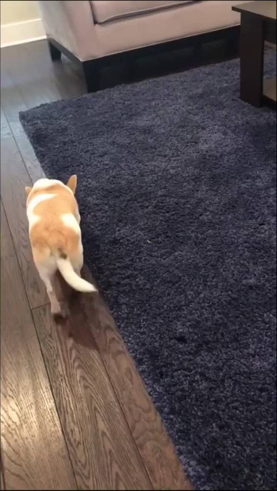Hitcat has remorse at the last second
