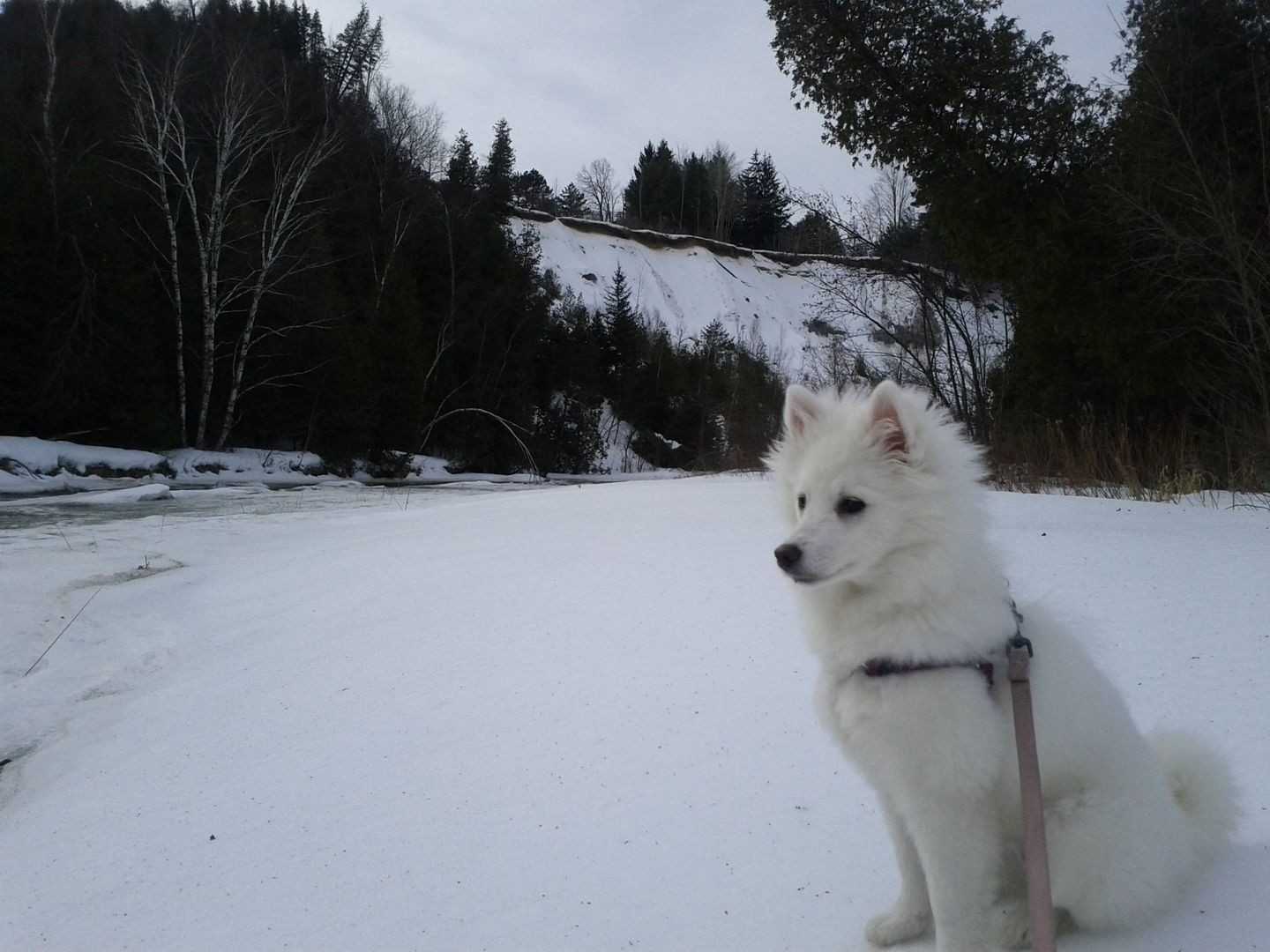 Riverside Eskie Puppy