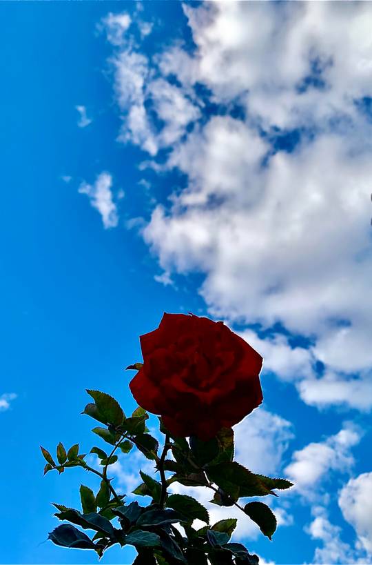 Rose and Blue Sky