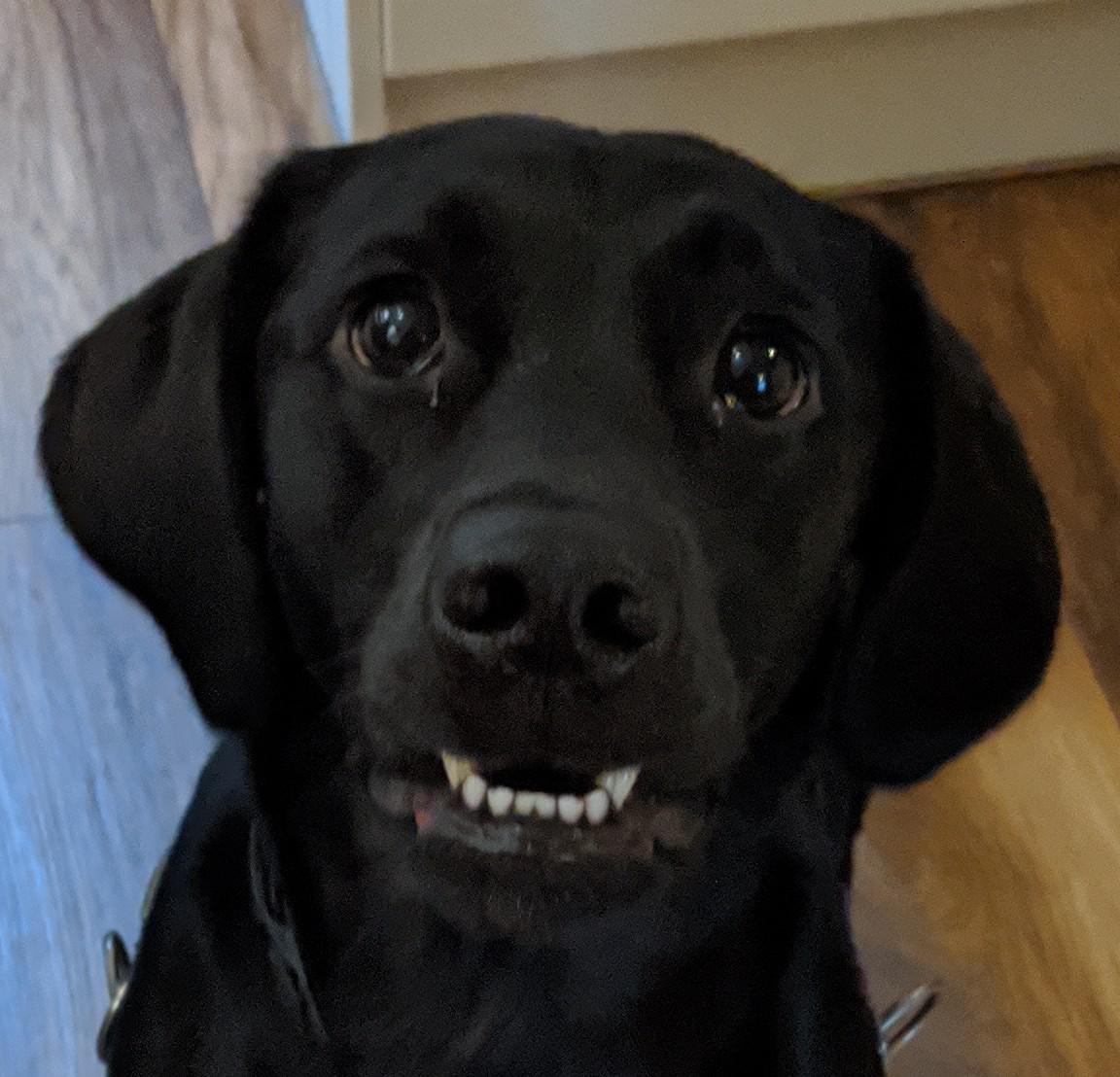 Rosie has the begging eyes 👀