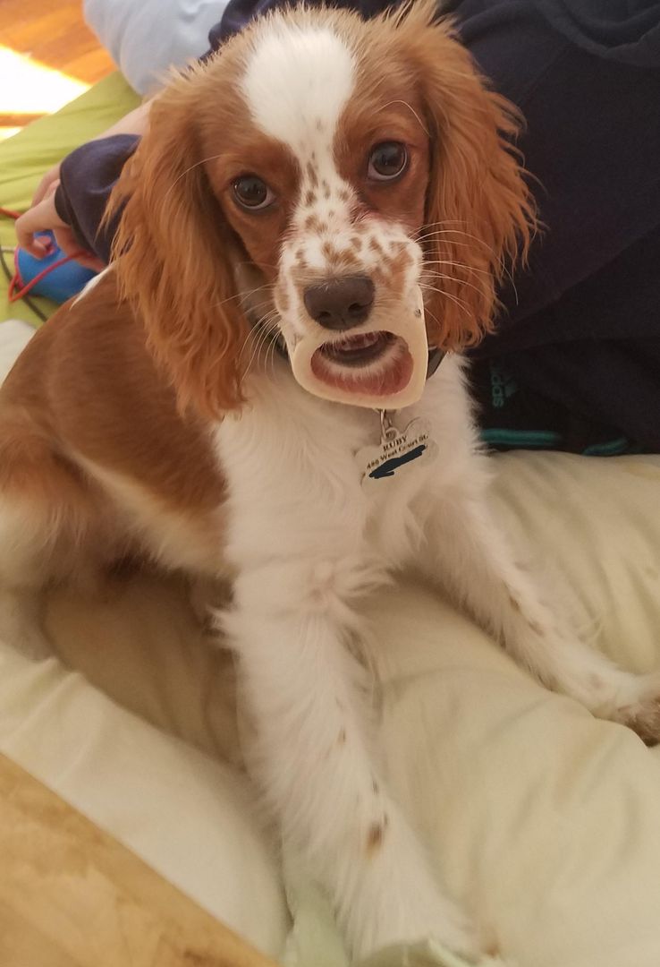 Ruby with a bone in her mouth makes it look like she heard some jaw-dropping news.