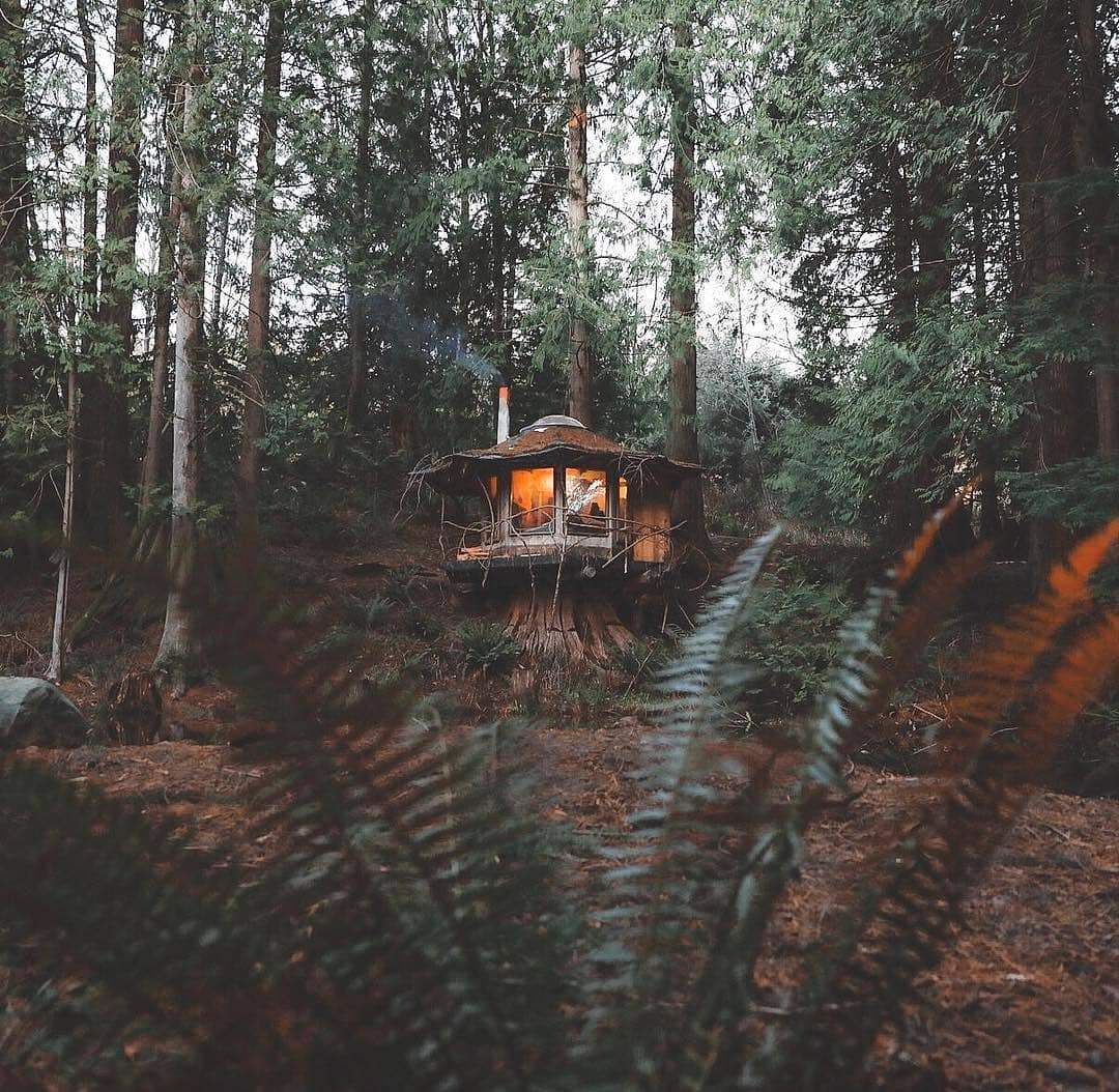 Rustic one room cabin built on a tree stump in a spruce-fir forest.