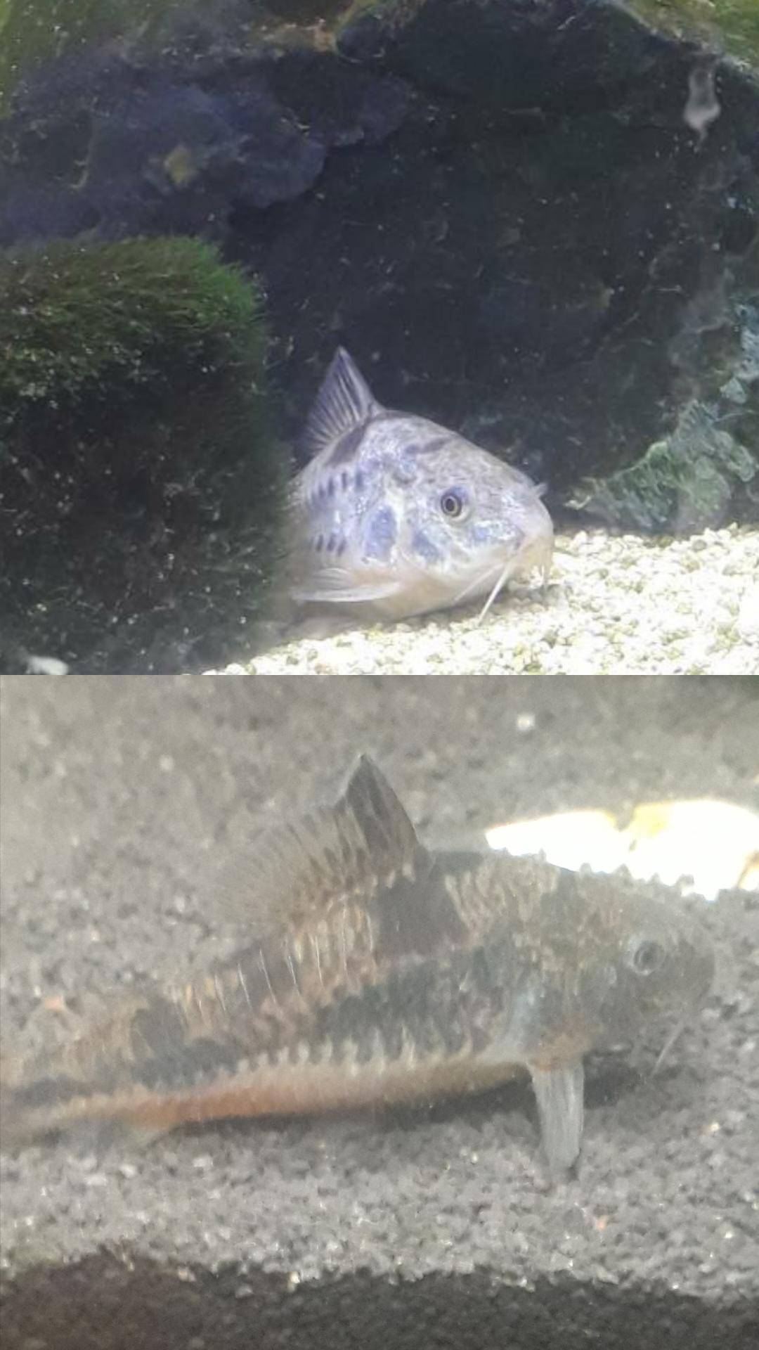 Same fish changed color when i changed the color of gravel | Scrolller