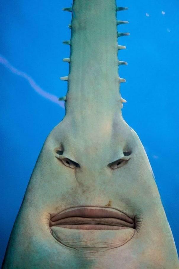 Sawfish