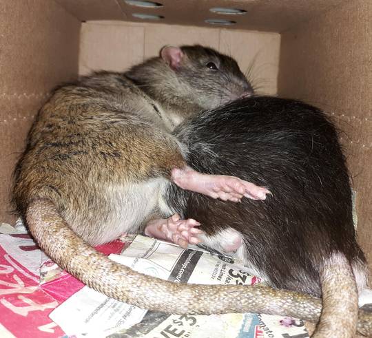 Scandalous snuggling