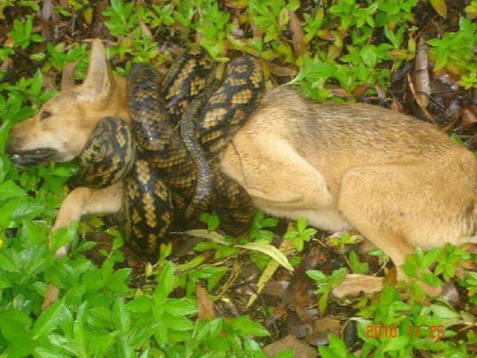 Scrub python killing a dingo