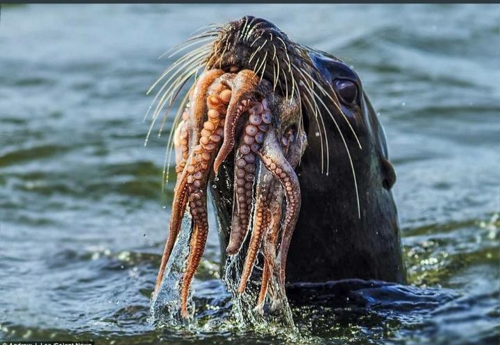 Seal eats an octopus
